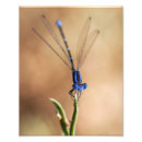 Search for damselfly art posters Macro
