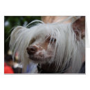 Search for chinese crested dog cards Hairless