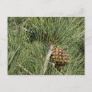 Search for on pine postcards Nature