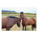 Search for icelandic horse Landscape