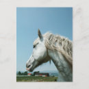 Search for dapple grey Mare