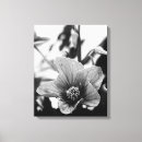 Search for black and white flowers canvas prints Photography