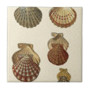 Search for seashell tiles Denis diderot