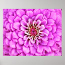 Search for flower burst Pink
