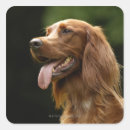 Search for irish setter stickers Animal