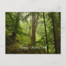 Search for evergreen postcards Woodland