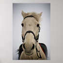 Search for white horses posters Grey