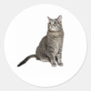 Search for gray tabby cat stickers Grey