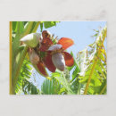 Search for tropical fruit postcards Flower
