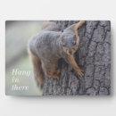 Search for squirrel plaques Animal