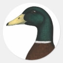 Search for duck hunting stickers Drake