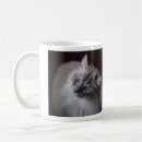 Search for ragdoll kitten mugs Kitty