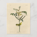 Search for birds of america postcards Illustration
