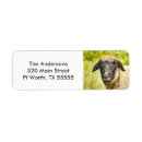 Search for sheep return address labels Rustic