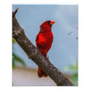 Search for backyard birds posters Nature