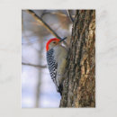Search for bellies postcards Bird