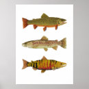 Search for trout posters Salmon