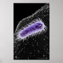 Search for bacterium posters Colour