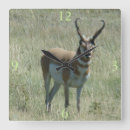 Search for pronghorn art Antilocapra americana