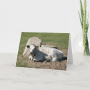 Search for longhorn cow cards Cattle