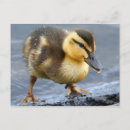 Search for baby ducklings postcards Nature