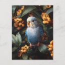 Search for budgies postcards Blue budgie