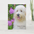 Search for happy birthday goldendoodle Puppy