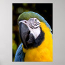 Search for amazonian posters Bird