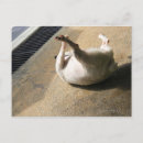 Search for enjoyment postcards Domestic animals