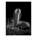Search for king cobra posters Snake