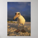 Search for albatross posters Bird