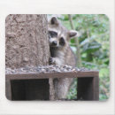 Search for funny raccoon mousepads Raccoons