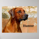 Search for rhodesian posters Animal