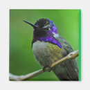 Search for hummingbird magnets Beautiful