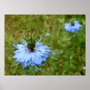 Search for cornflower posters Nature