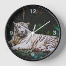 Search for tiger clocks Wildlife