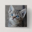 Search for kittens badges Pet