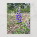 Search for silky postcards Purple