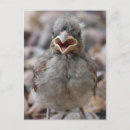 Search for baby birds postcards Animal