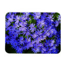 Search for daisy blue magnets Flower
