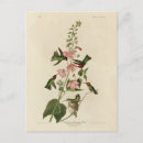Search for annas postcards Calypte anna