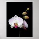 Search for phalaenopsis Phalaenopsis orchids