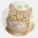 Search for orange tabby cat stickers Animal