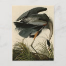 Search for for postcards Great blue heron