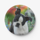 Search for boston terrier plates Cute