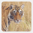 Search for bengal tiger stickers Wildlife