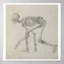 Search for human skeleton posters Stubbs