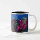 Search for coral reefs mugs Nature