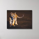 Search for single looking photography Baby animals