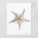 Search for skeleton postcards Animals